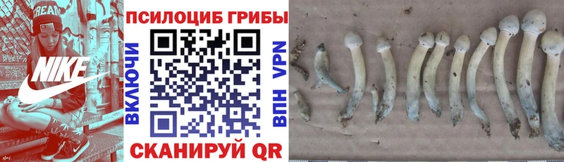 Псилоцибиновые грибы мицелий  Купить  Вытегра 